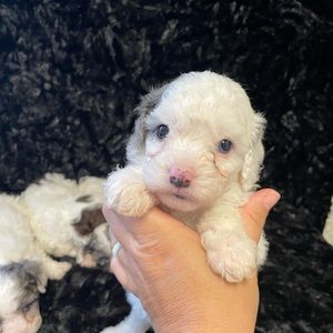 Meet your Posher, Dima